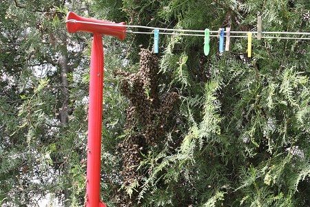 Début de formation de l'essaim