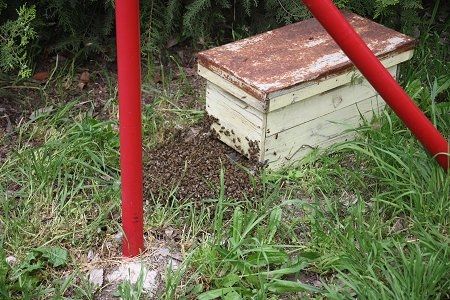 Les abeilles commencent à rentrer dans la ruchette