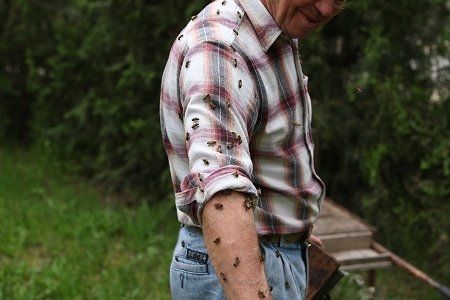 Roger couvert d'abeilles