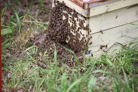 Les abeilles en train de rentrer dans la ruchette
